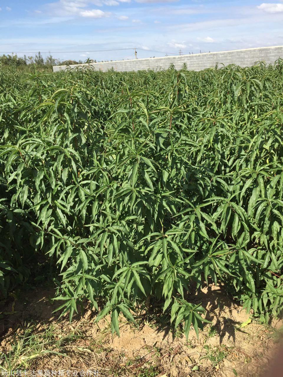 晚熟白桃苗早结晚熟丰产果大质优