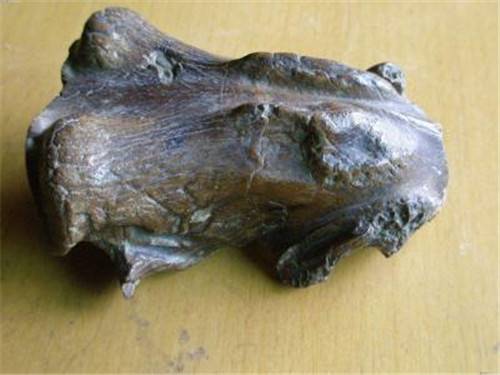 骨化石市场专业评估