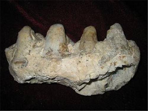 恐龙牙化石今年的上门收购价格