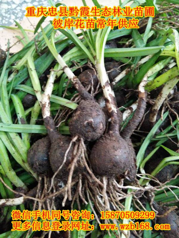 彼岸花苗价格