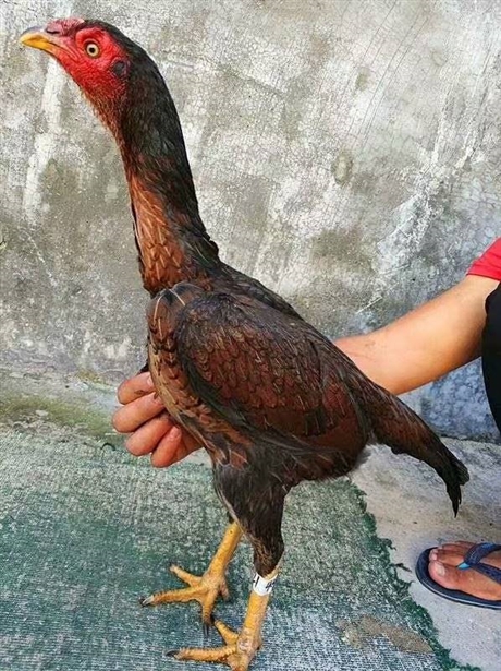 越南母斗鸡品种