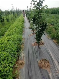 蓝莓种植园厂家保湿防草布