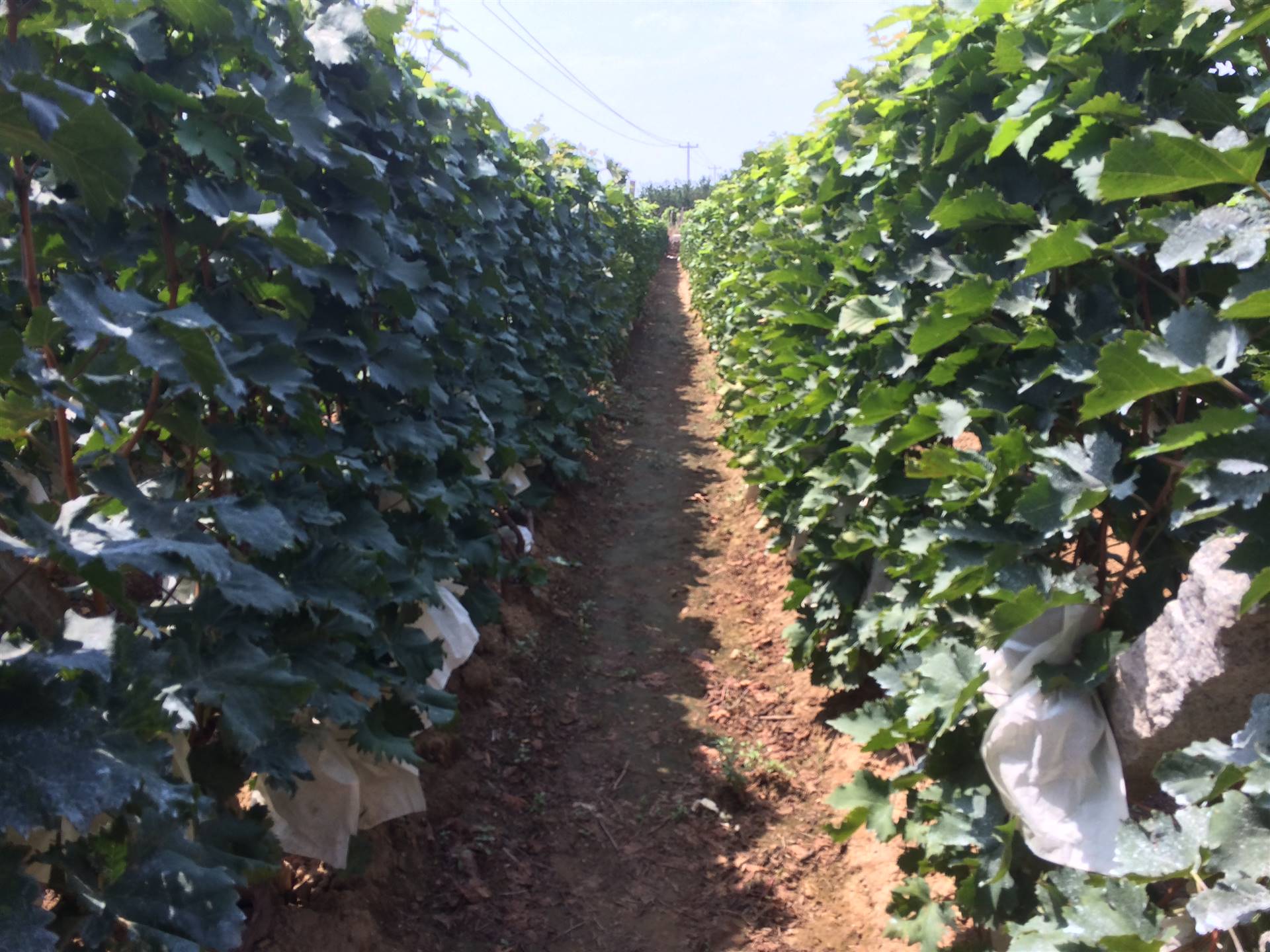 基地专业培育夏黑葡萄苗 夏黑葡萄苗基地销售 夏黑葡萄苗价格批发