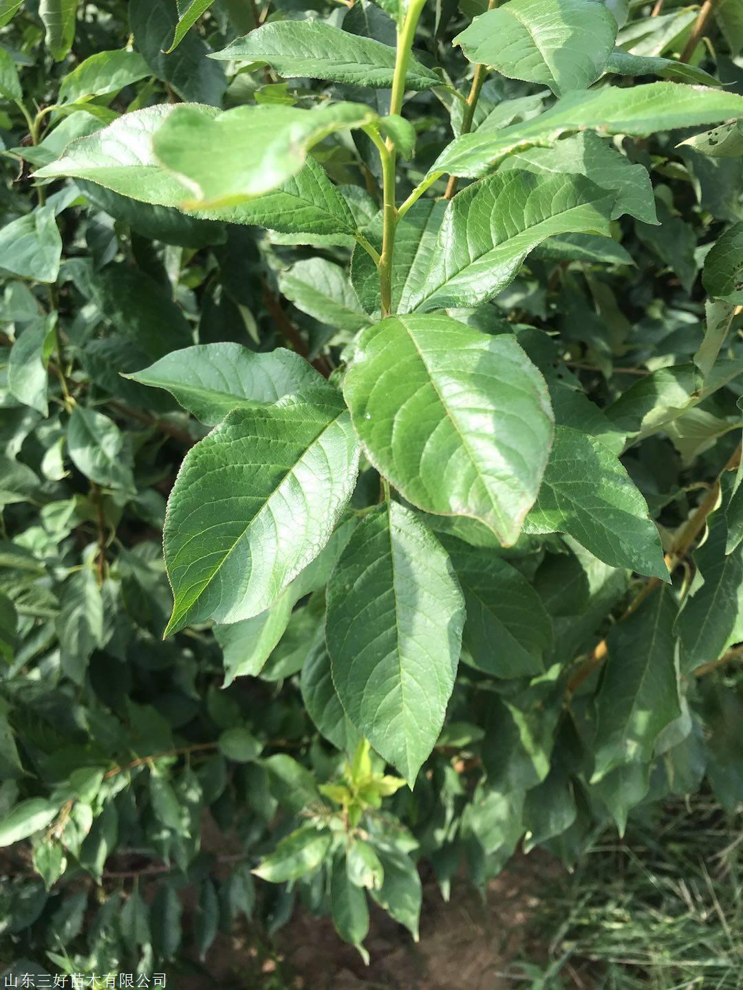 锦绣海棠苹果苗植物性状