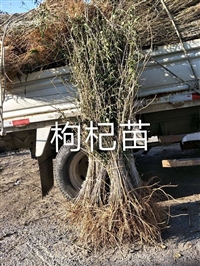 吉林枸杞苗，出售占地用红枸杞苗易成活