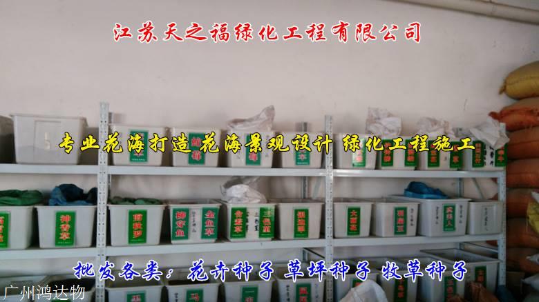 天堂草种子理念-云浮天堂草种子