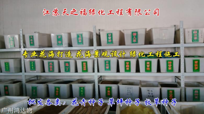 四季青种子说明-台州四季青种子