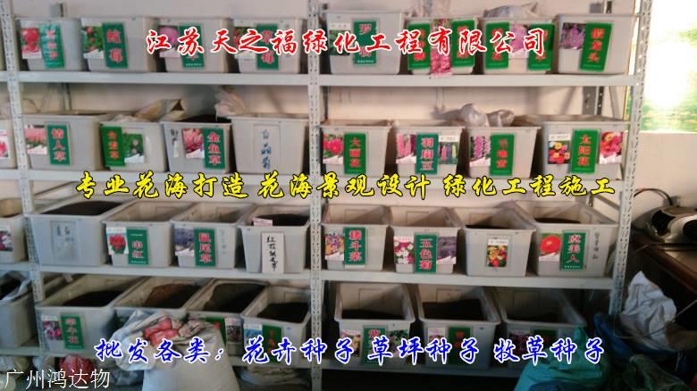 象草种子怎么收费-青岛象草种子