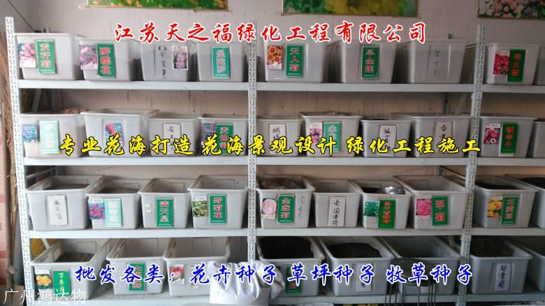 天堂草种子理念-云浮天堂草种子