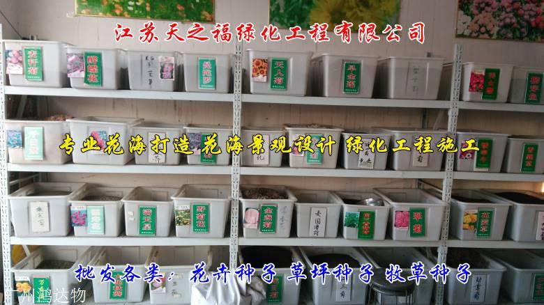 紫罗兰种子零售-吉林紫罗兰种子
