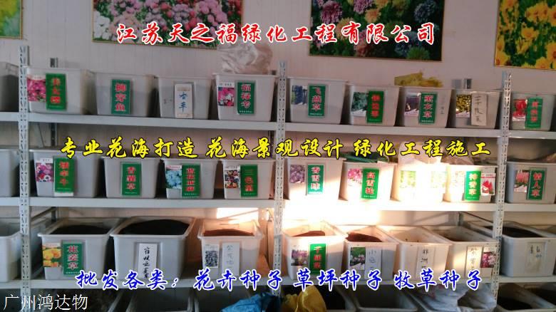 象草种子怎么收费-青岛象草种子