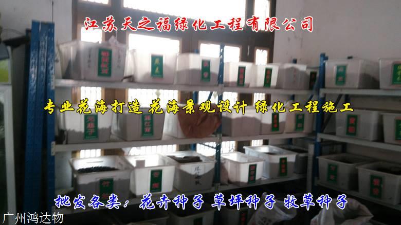 桔梗种子哪种好-宁夏桔梗种子