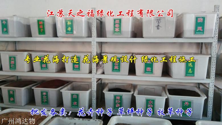 大叶罗汉松种子种植方法-聊城大叶罗汉松种子