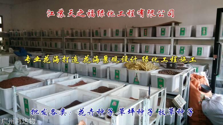 箭舌豌豆廠家直供-自貢箭舌豌豆