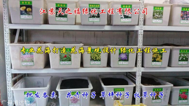 球场草坪种子公司-杭州球场草坪种子