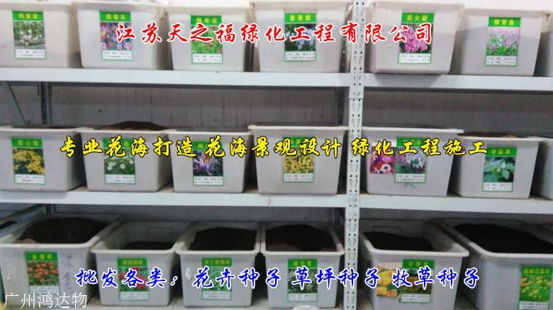 球场草坪种子公司-杭州球场草坪种子