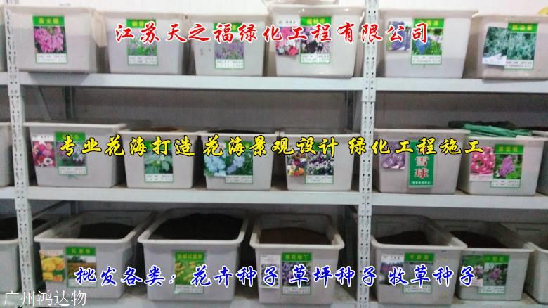 大叶罗汉松种子种植方法-聊城大叶罗汉松种子