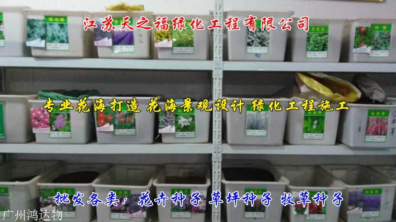 串叶松香草种子几月播种-南通串叶松香草种子