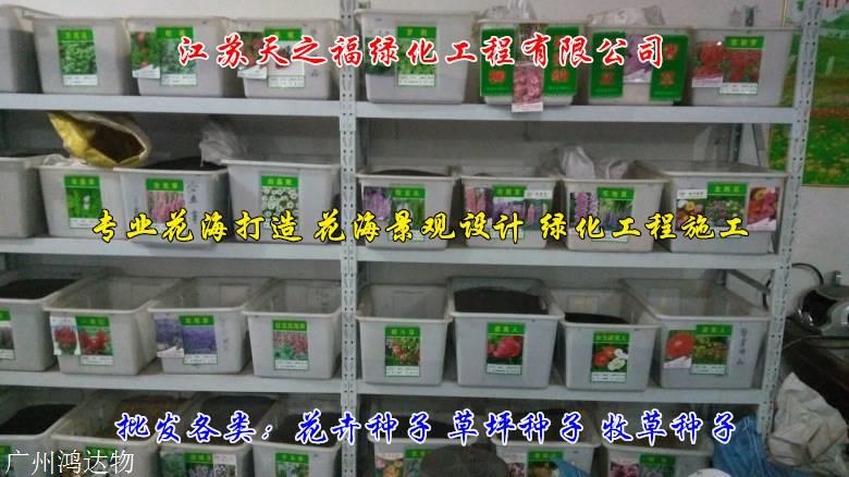 串叶松香草种子几月播种-南通串叶松香草种子