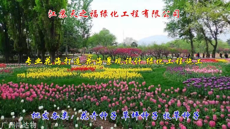 天堂草种子理念-云浮天堂草种子