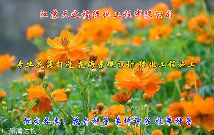 大叶罗汉松种子种植方法-聊城大叶罗汉松种子