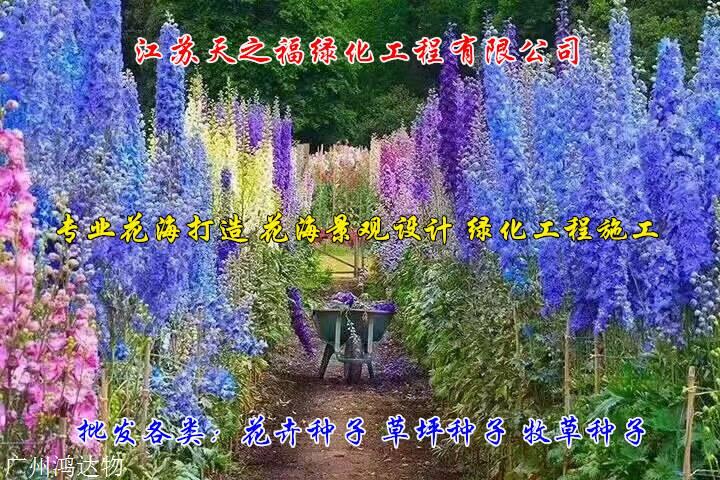 桃胡种子哪里有卖-白银桃胡种子