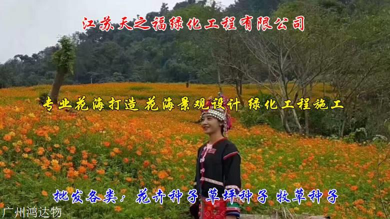 天堂草种子理念-云浮天堂草种子