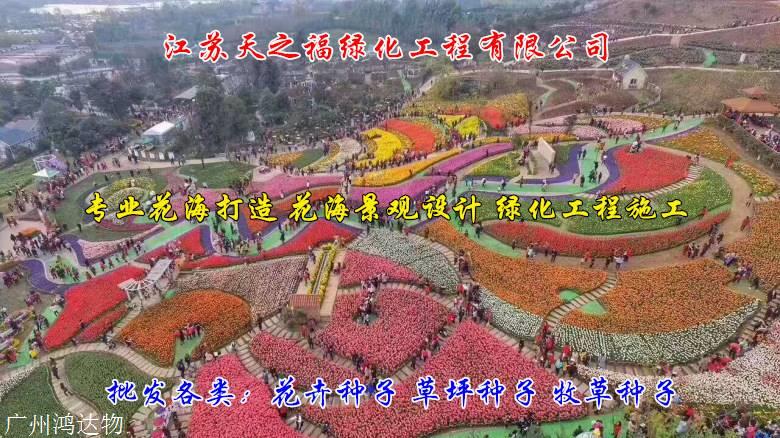 象草种子怎么收费-青岛象草种子