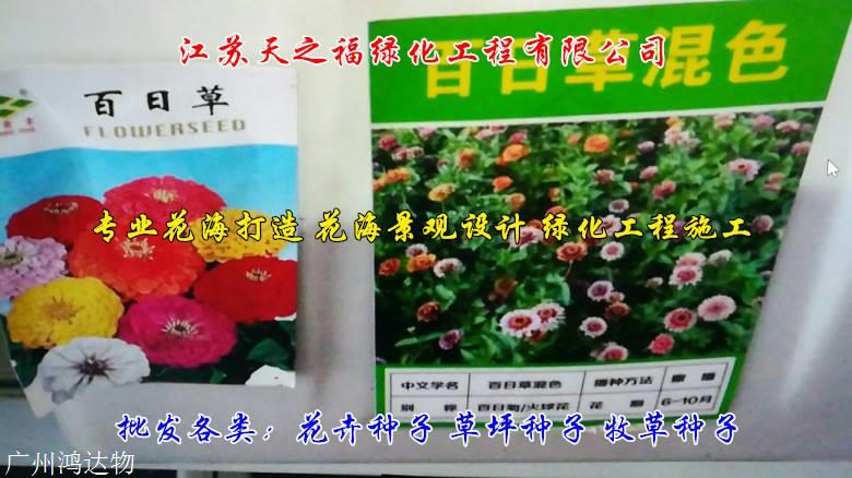 箭舌豌豆廠家直供-自貢箭舌豌豆