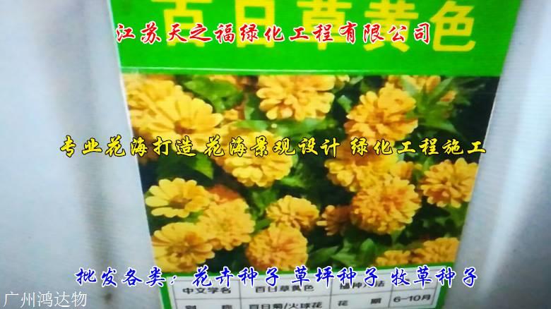 象草种子怎么收费-青岛象草种子
