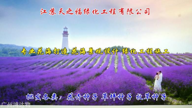 四季青种子说明-台州四季青种子