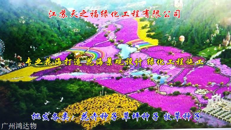 象草种子怎么收费-青岛象草种子