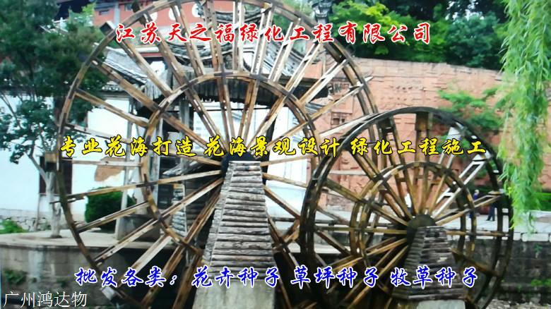 紫罗兰种子零售-吉林紫罗兰种子