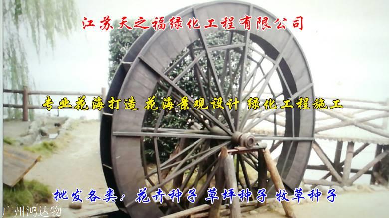 蓝花亚麻种子什么时候种-眉山蓝花亚麻种子