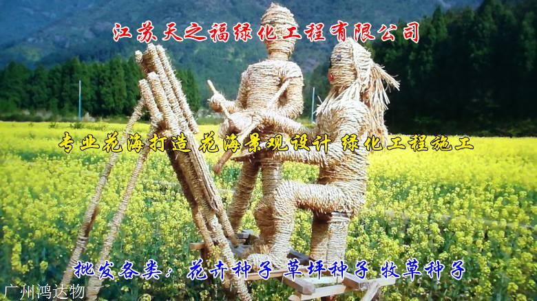 箭舌豌豆廠家直供-自貢箭舌豌豆