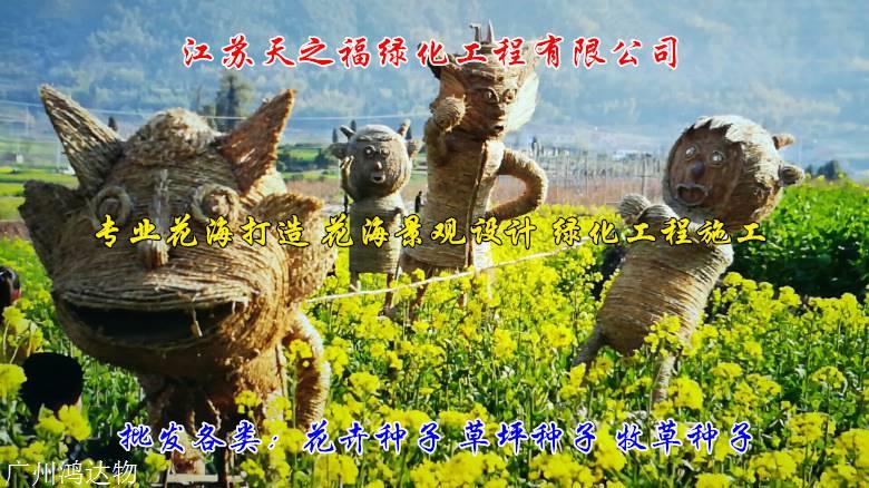大麦种子多少钱-伊犁大麦种子