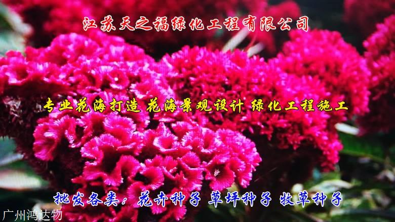 大麦种子多少钱-伊犁大麦种子
