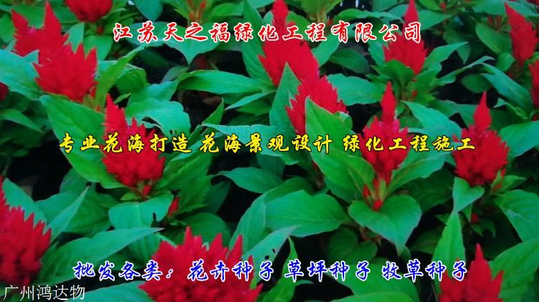 大麦种子多少钱-伊犁大麦种子