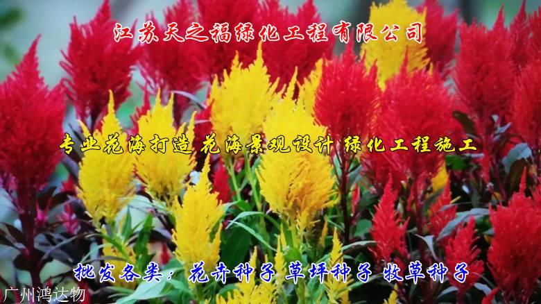 四季青种子说明-台州四季青种子