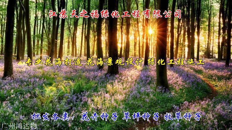 黄花鸢尾种子多少钱斤-韶关黄花鸢尾种子