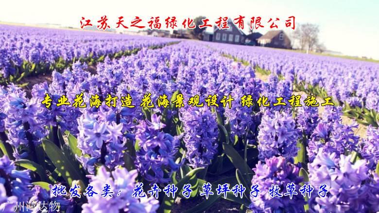 四季青种子说明-台州四季青种子