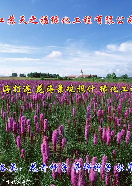 桔梗种子哪种好-宁夏桔梗种子
