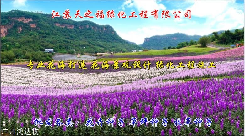 象草种子怎么收费-青岛象草种子