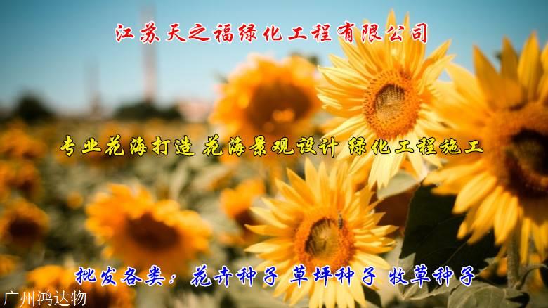 四季青种子说明-台州四季青种子