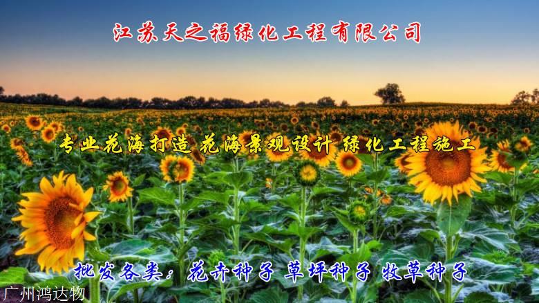 球场草坪种子公司-杭州球场草坪种子