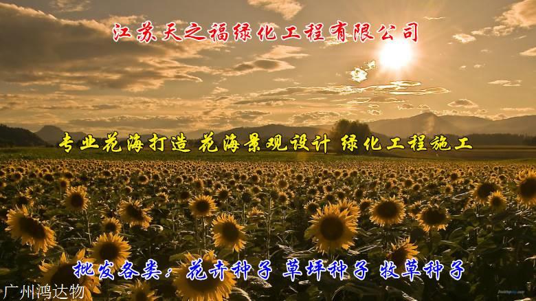 四季青种子说明-台州四季青种子
