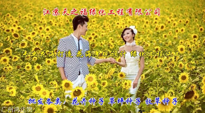 象草种子怎么收费-青岛象草种子