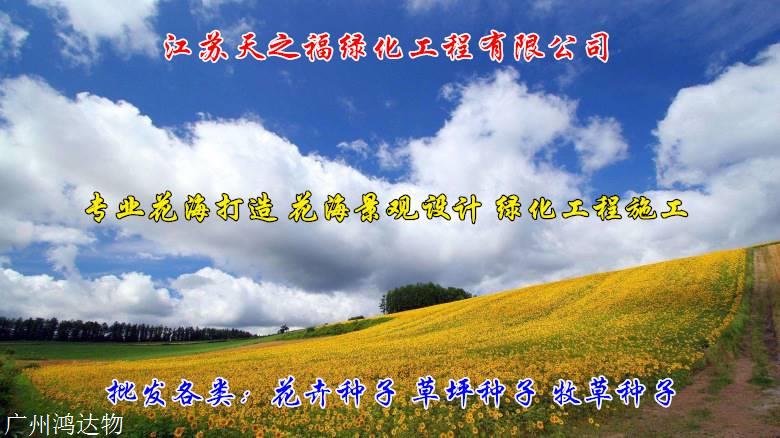 象草种子怎么收费-青岛象草种子