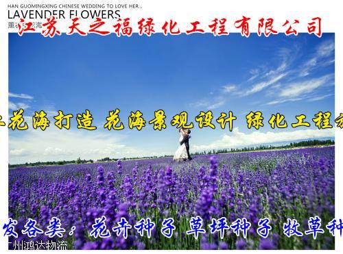 四季青种子说明-台州四季青种子