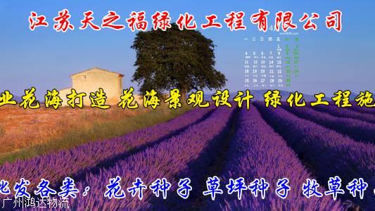象草种子怎么收费-青岛象草种子